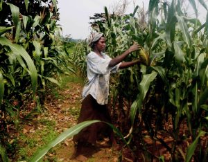 AGRO-ECOLOGY – LESSONS WE CAN LEARN FROM OUR AFRICAN COUNTERPARTS