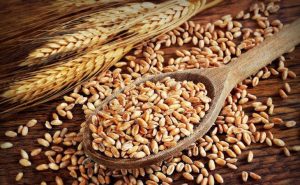 GMO WHEAT – ARE BREAD AND PASTA BACK ON THE TABLE FOR THOSE WHO SUFFER FROM CELIAC DISEASE?