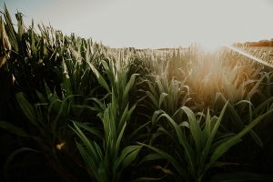 HOW TO WEIGH YOUR 2021 CROP INSURANCE OPTIONS