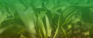 AGRICULTURAL COMMODITY RISK MANAGEMENT – PREVENT PLANT