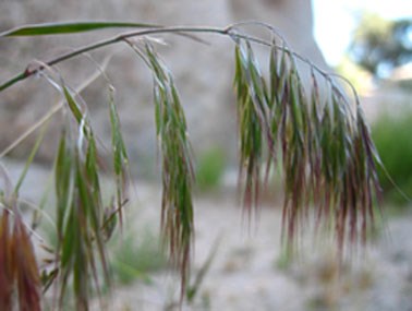 🌾 Weed of the Month: Cheatgrass (Downy Brome)