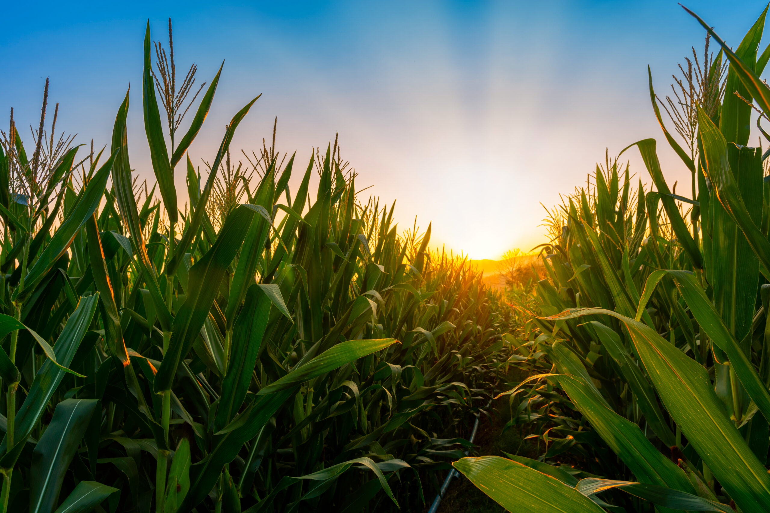 Join Us This Summer: 2026 Internship at Midplains Ag